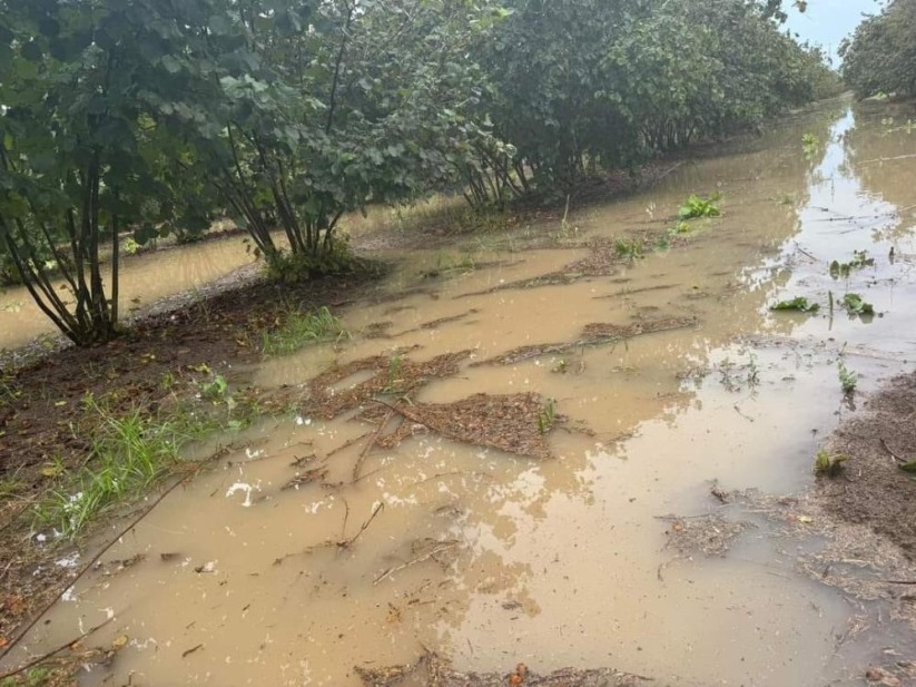 Samsun'da sağanak, üreticiyi vurdu