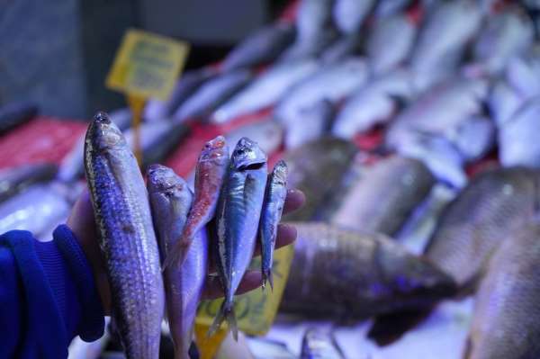 Balıkçılar sezona hamsi ve istavrit bolluğuyla girecek