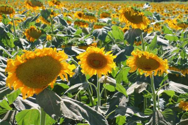 Kahramankazan'da ayçiçeği tarlaları havadan görüntülendi