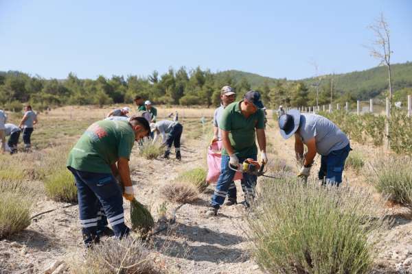 Yunusemre'de lavanta hasadı başladı