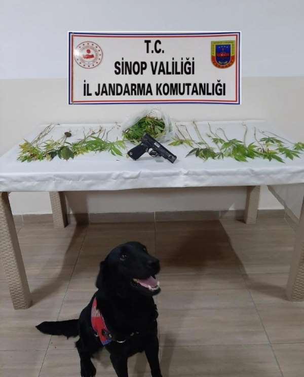 Sinop'ta uyuşturucu operasyonu: 2 gözaltı 