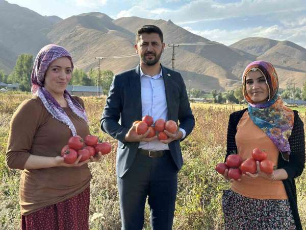 Yüksekova'da domates hasadına başlandı