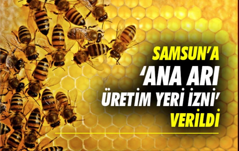 Samsun'a 'ana arı üretim yeri izni' verildi