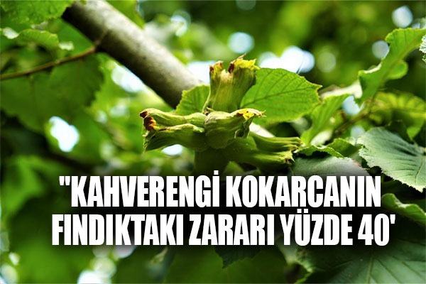 Profesör açıkladı: 'Kahverengi kokarcanın fındıktaki zararı yüzde 40'