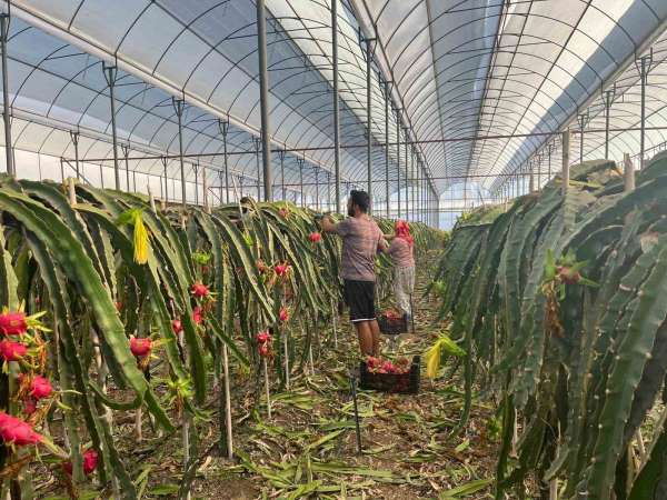 Alanya'da seralarda ejder meyvesi hasadı başladı