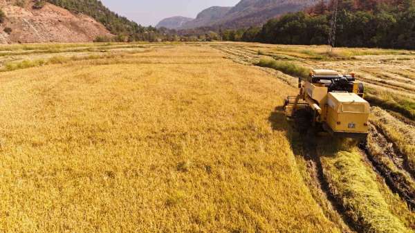 Aşırı sıcaklar 'beyaz altın' çeltikte verimliliği düşürdü