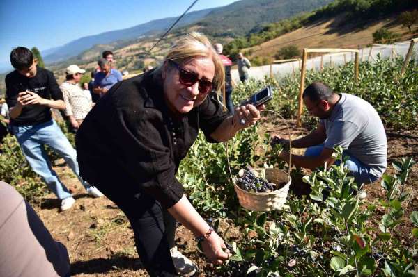 Sındırgı'da Aronya Hasat Şenliği coşkusu