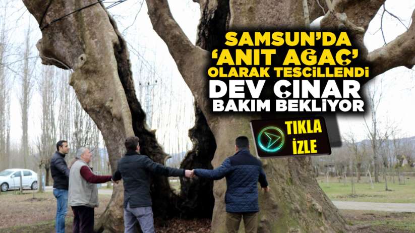 Samsun'da 'anıt ağaç' olarak tescillendi! Dev çınar bakım bekliyor