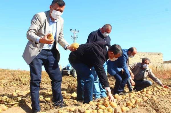 Yeşilhisar'da patates hasadı devam ediyor