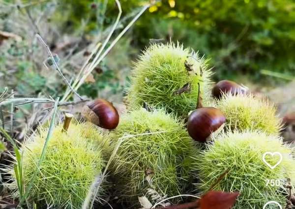 Simav'ın Kara Elması kestane hasadı başladı