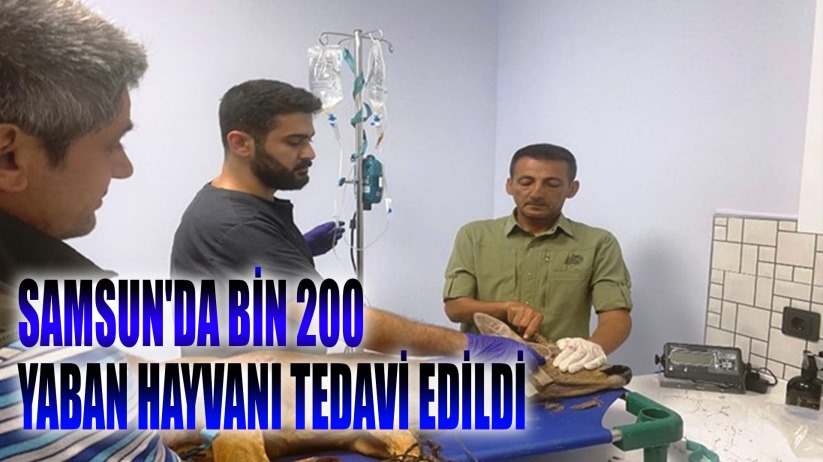 Samsun'da bin 200 hayvan tedavilerinin ardından doğaya salındı