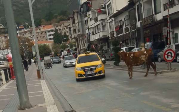 Amasya'da sahibinden kaçan boğa trafiği birbirine kattı 