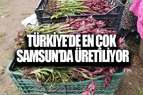 Türkiye'de en çok salep üretilen il Samsun