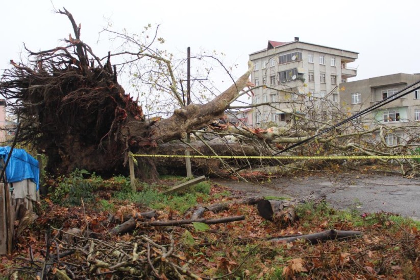 Samsun'daki anıt ağaç, fırtınada yıkıldı