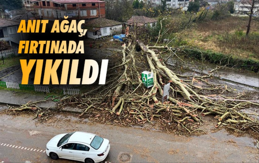 Samsun'daki anıt ağaç, fırtınada yıkıldı