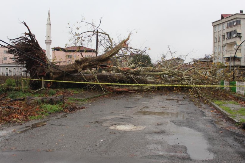 Samsun'daki anıt ağaç, fırtınada yıkıldı