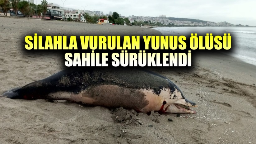 Sahilde Korkunç Manzara: Yunus, Ateşli Silahla Vurulmuş Halde Karaya Vurdu