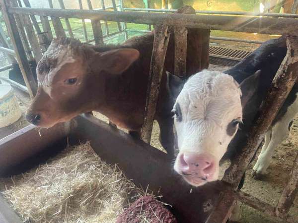 ABD Tarım Bakanlığı: 'Türkiye'de yıllık 400-500 bin buzağı ölümü oluyor'