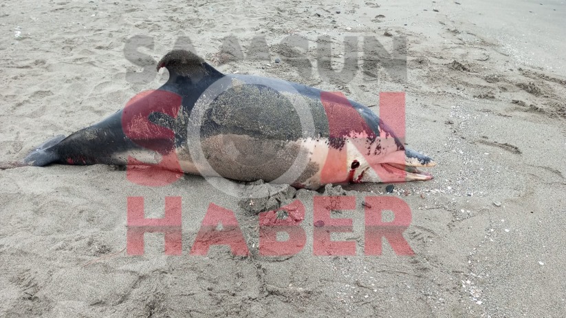 Sahilde Korkunç Manzara: Yunus, Ateşli Silahla Vurulmuş Halde Karaya Vurdu
