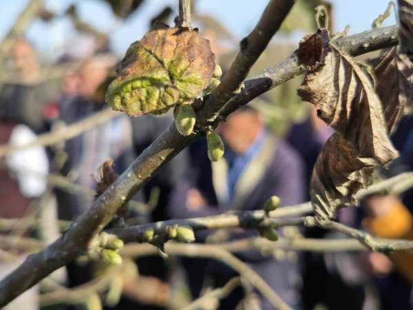 Doğru budama ile 500 metrekareden alınan fındık, 10 dönümlük bahçeden alınan fındığı solluyor