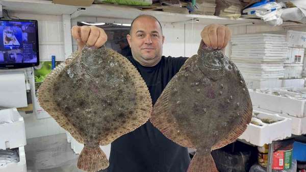 Karadeniz'de hamsi bereketi diğer balık türlerini de canlandırdı