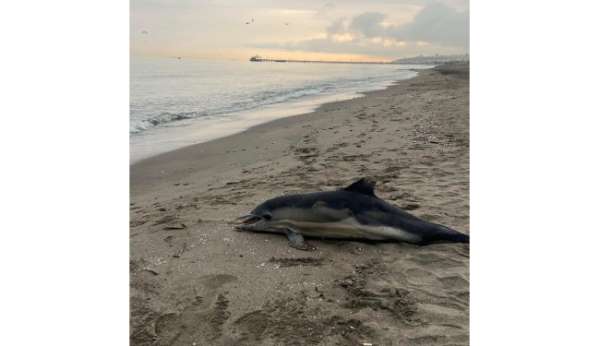 Samsun sahiline ölü yunus vurdu