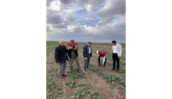Tekirdağ'da anıza kanola ekimi