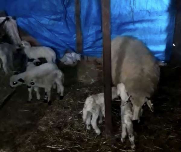 Ordu'da koyunlar kuzu makinesi gibi