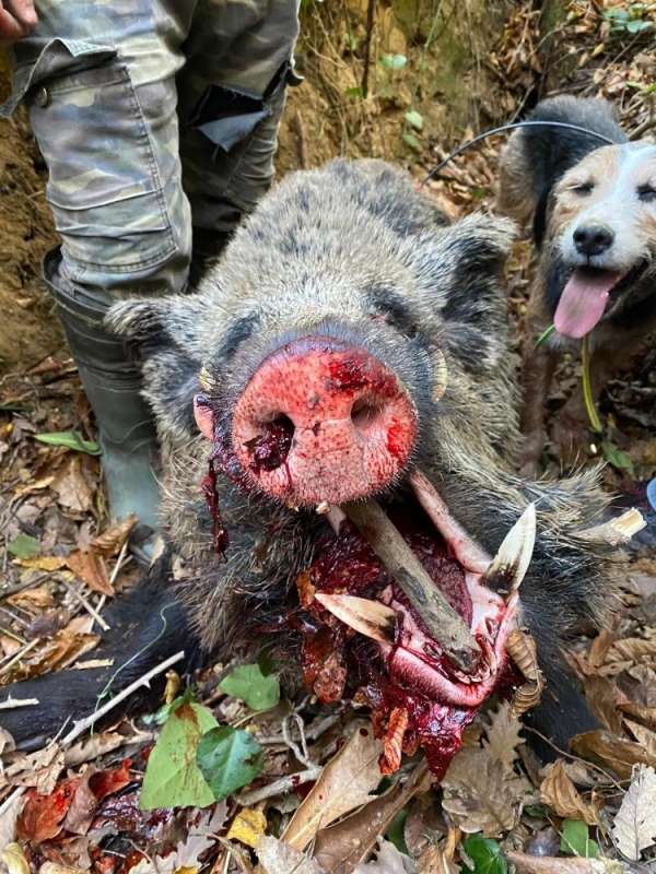 Türkeli'de 350 kiloluk domuz avlandı 