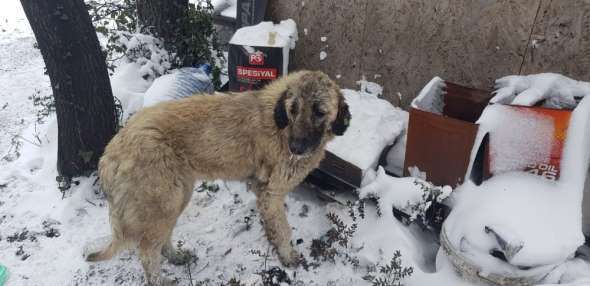 (Özel) Ormanlık alana terk edilmiş 12 köpek donmak üzereyken bulundu