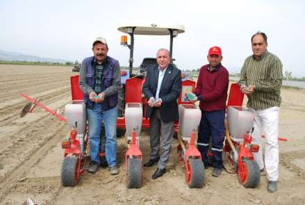 'Beyaz altın' Salihli topraklarına geri döndü 
