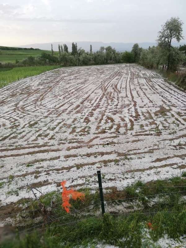 Amasya'da doludan zarar gören tarım arazilerinde hasar tespit çalışmalarına başl