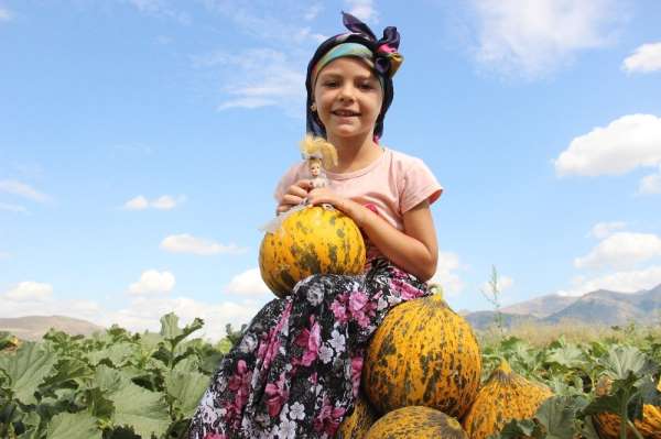 Karaman'da hasadı başlayan kavun üreticinin yüzünü güldürüyor 