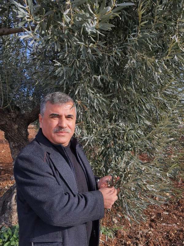 Kilis'te zeytin yaprağı araştırılıyor