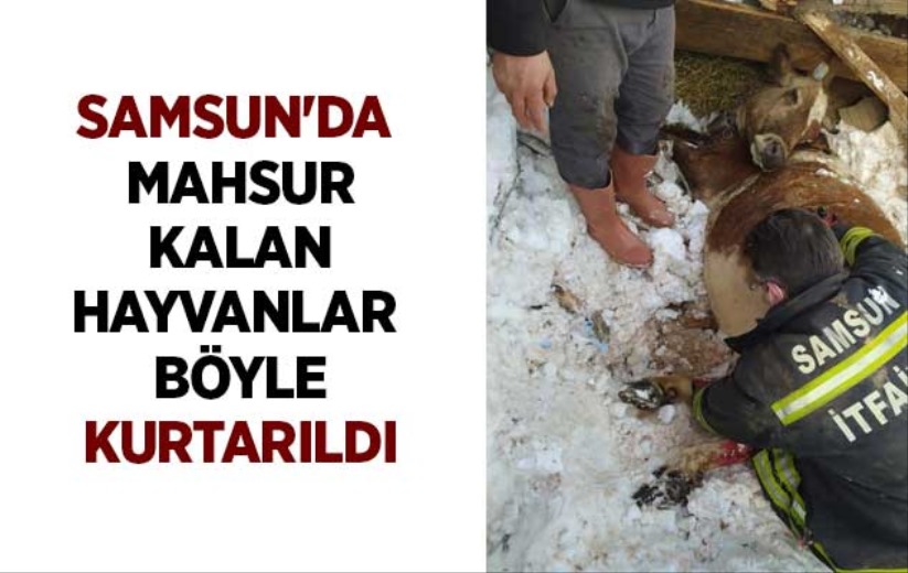 Samsun'da mahsur kalan hayvanlar böyle kurtarıldı