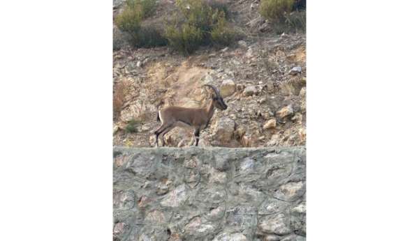 Yaban keçisini avladı, 'Domates yıkıyordum' savunmasıyla şaşırttı