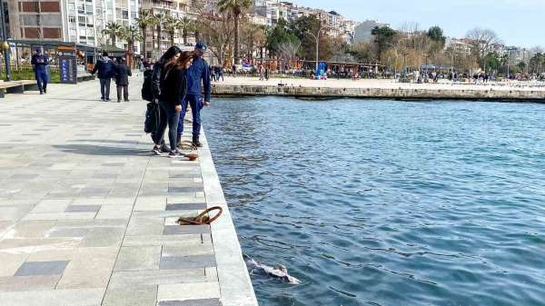 Sinop'ta ölü yunus sahile vurdu