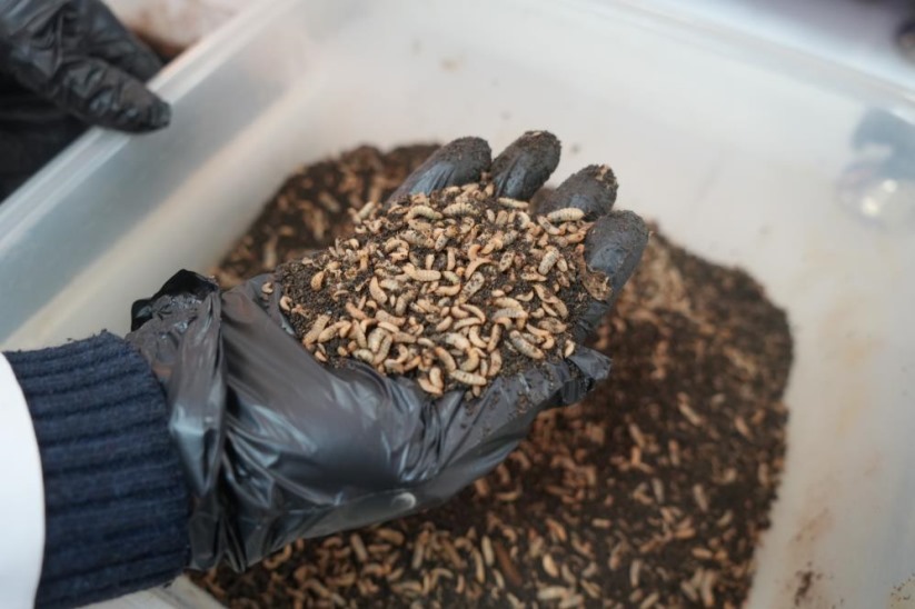 Samsun'da bilim adamları organik atık yiyen siyah asker sineği böceği üretti