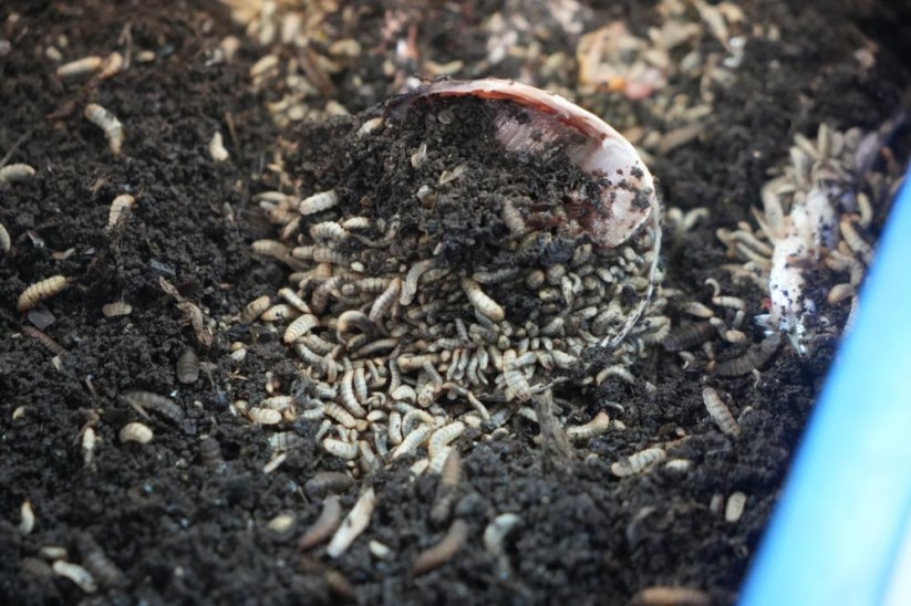 Samsun'da bilim adamları organik atık yiyen siyah asker sineği böceği üretti