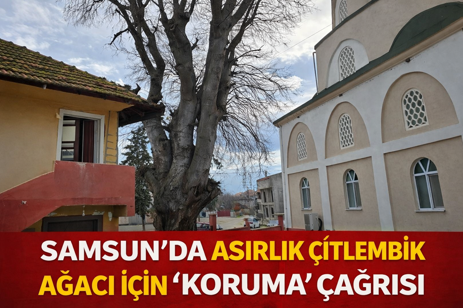 Samsun'da asırlık çitlembik ağacı için 'koruma' çağrısı