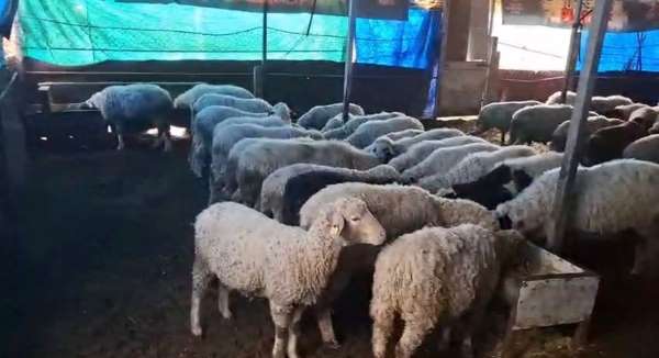 Hobi olarak 4 koyunla başlayan kardeşler 600 hayvan sayısına ulaştı