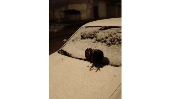Kümesine giremeyen tavuk otomobil üzerine yumurtladı