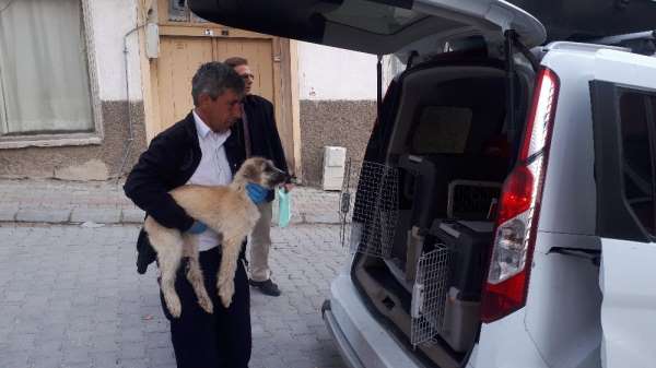 Trafik kazasında yaralan 3 köpek tedavi için İstanbul'a gönderildi 