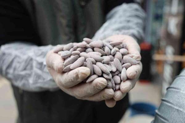 Bayram sofralarının vazgeçilmezi 'beyaz altın' için kazanlar dönmeye başladı