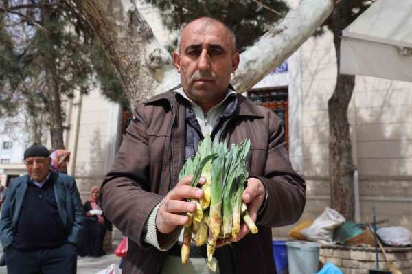 Doğal antibiyotik 'çiriş otu' tezgahlarda yerini aldı