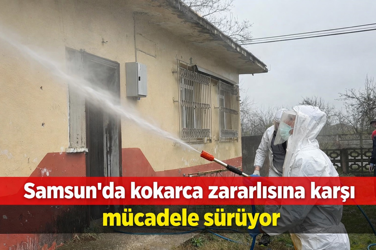 Samsun'da kokarca zararlısına karşı mücadele sürüyor