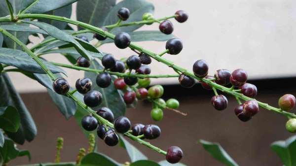 Karayemiş ağacı mevsimine 3 ay kala meyve verdi: 'Tadı çok güzel'