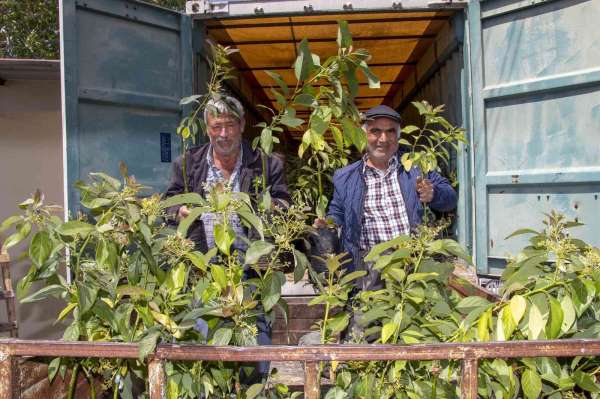 Mersin'de 192 üreticiye 3 bin 865 avokado fidanı ulaştırıldı