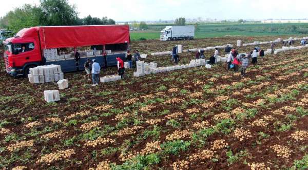 Turfanda patates hasadı başladı, bu yıl verim yüksek - Adana haber