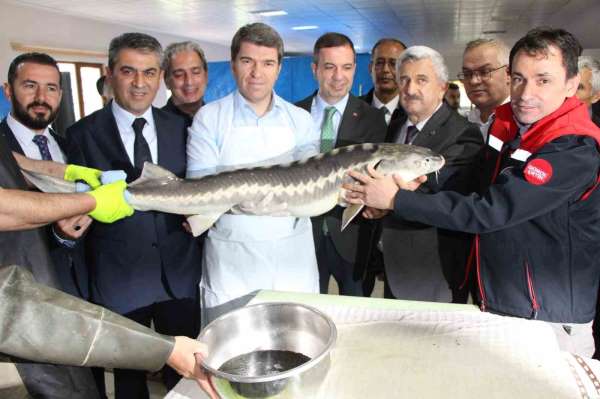 Amasya'da bu yıl 300 bin Mersin balığı üretimi planlanıyor: 'Siyah inci'nin kilosu 2 bin dolar